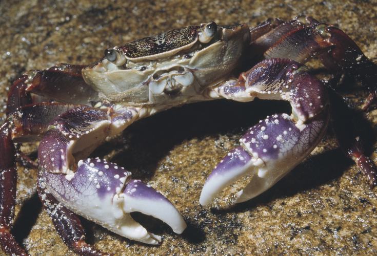 Crabe Leptograpsus variegatus variété bleue. Photo : Neville Coleman, license CC By 4.0 Museums Victoria.