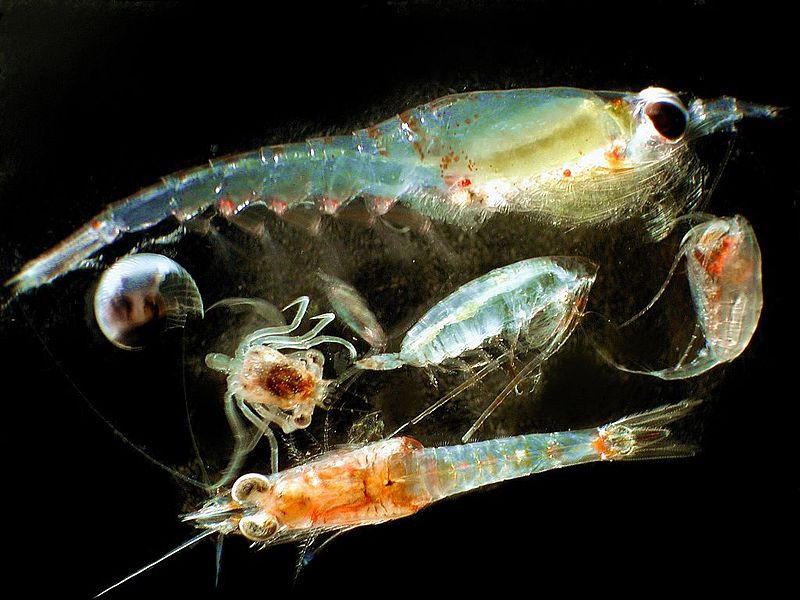 Exemple d’organismes appartenant au zooplancton (Matt Wilson & Jay Clark, NOAA NMFS AFSC, licence : domaine public)
