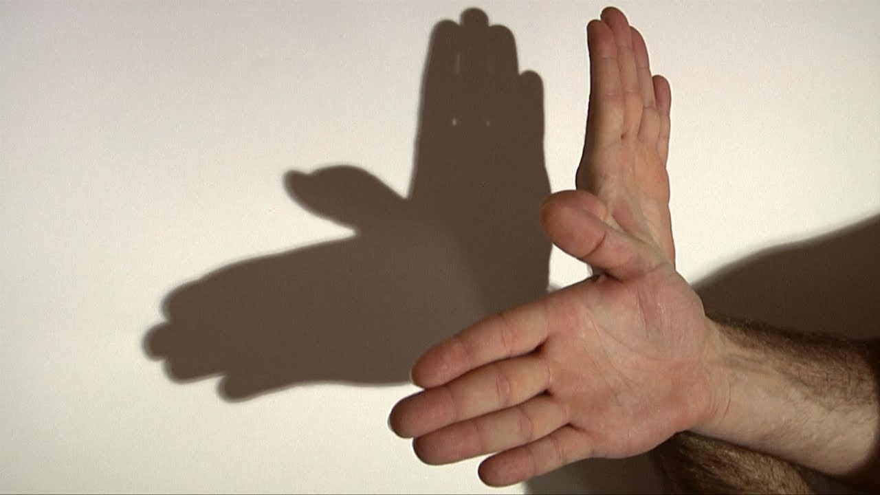 Ombre chinoise : un placement astucieux des mains dans le faisceau lumineux permet de projetter l’ombre d’un animal ou d’un objet sur une surface plane. La PCoA fait de même avec vos données.