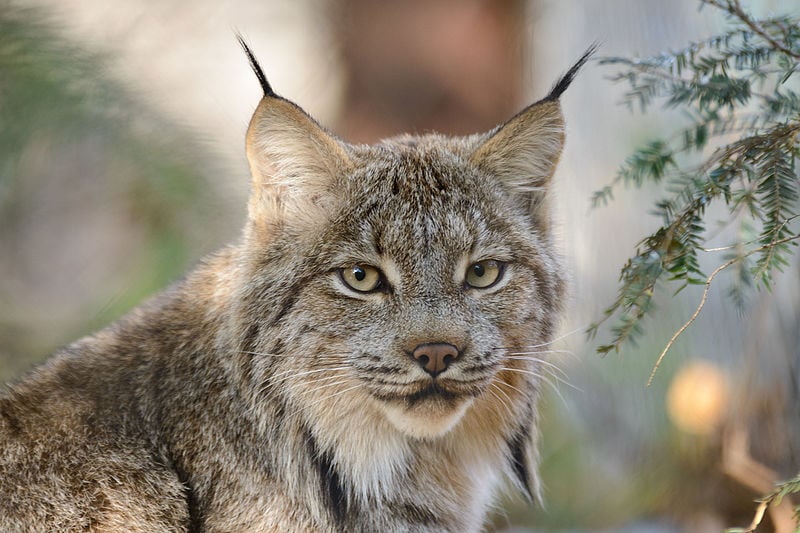 Lynx du Canada par Eric Kilby