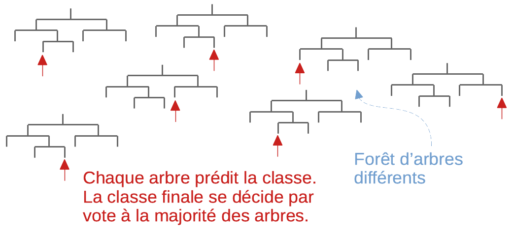 Schéma du principe de la forêt aléatoire pour la classification. Cet algorithme crée un ensemble d’arbres de partitionnement différents où, à chaque nœud, une variable discriminante et un seuil sont choisis comme les meilleures règles, mais seulement parmi un sous-ensemble aléatoire de tous les attributs. Lorsque la forêt est construite, le même individu est présenté à la base de chaque arbre. Le groupe auquel il appartient est obtenu par un vote à la majorité de tous les arbres.